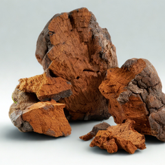 Chaga Mushroom