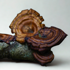Reishi Mushroom